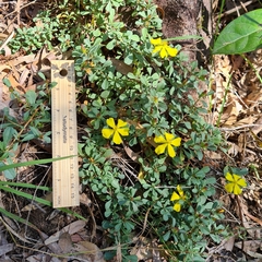 Hibbertia diffusa