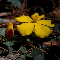 Hibbertia diffusa