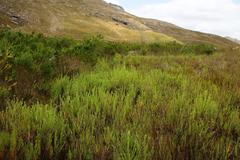 Myrovernix longifolius