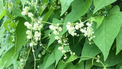 Antigonon flavescens