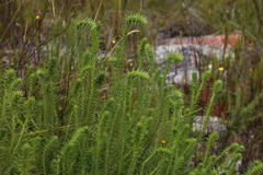 Myrovernix longifolius