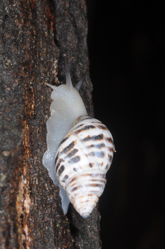 Drymaeus poecilus