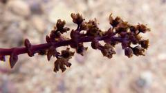Crassula capitella thyrsiflora