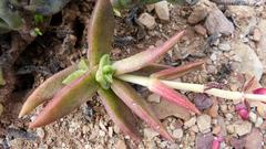 Crassula capitella thyrsiflora