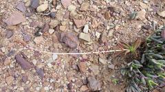 Crassula capitella thyrsiflora