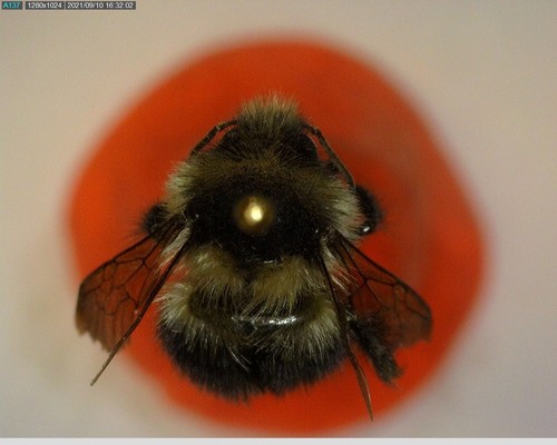iNaturalist observation photo of Black-tailed Bumble Bee