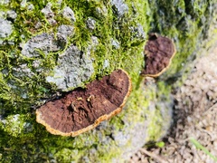 Gloeophyllaceae