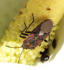 Spilostethus pandurus elegans