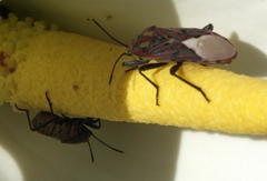 Spilostethus pandurus elegans