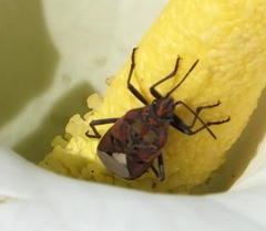 Spilostethus pandurus elegans