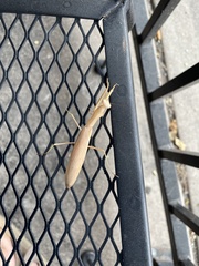 Mantis religiosa