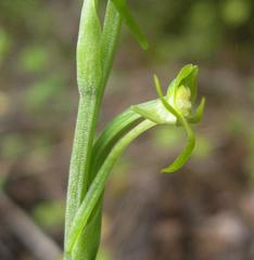 Habenaria arenaria