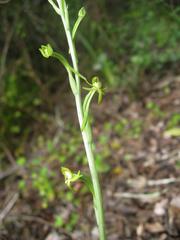 Habenaria arenaria