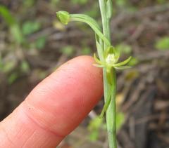Habenaria arenaria