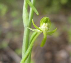 Habenaria arenaria