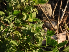 Sphaeralcea bonariensis