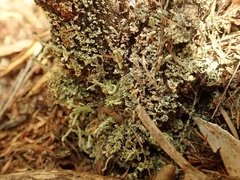 Cladonia corniculata