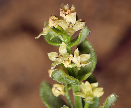 Galium glabrescens ssp. glabrescens