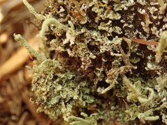 Cladonia corniculata