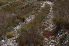 Lamprotis