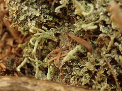 Cladonia corniculata