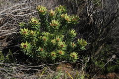 Leucadendron sessile