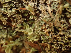 Cladonia corniculata