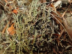 Cladonia darwinii