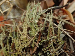 Cladonia darwinii