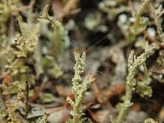 Cladonia darwinii