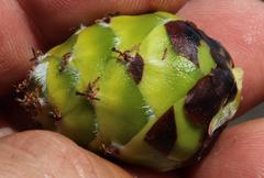 Leucadendron sessile