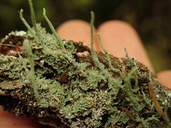 Cladonia darwinii