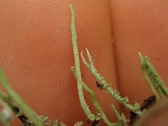 Cladonia darwinii