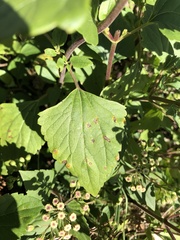 Baeodromus eupatorii