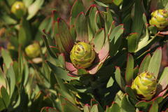 Leucadendron sessile