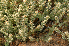 Galium grayanum grayanum