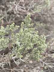 Artemisia tripartita