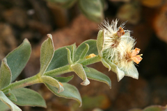 Galium grayanum grayanum