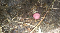 Gymnopilus subpurpuratus