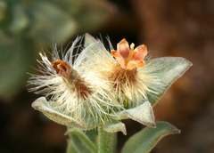 Galium grayanum grayanum