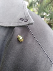 Phytodectoidea quatuordecimpunctata