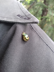 Phytodectoidea quatuordecimpunctata