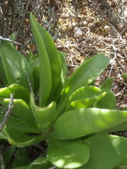 Tylecodon ventricosus