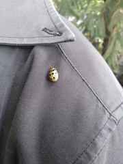 Phytodectoidea quatuordecimpunctata