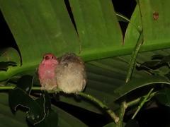 Lagonosticta senegala rendalli