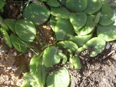 Tylecodon ventricosus