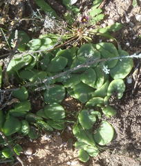 Tylecodon ventricosus