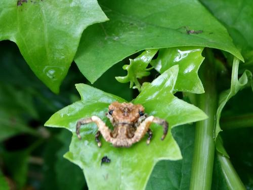Wrinkled Birddung Crabspider