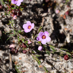 Euryomyrtus ramosissima ramosissima