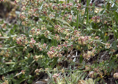 Galium grayanum grayanum